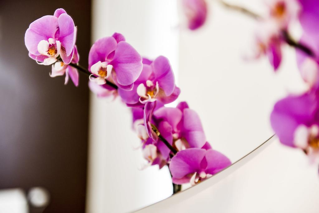 Brick House Treviso Apartment Ngoại thất bức ảnh